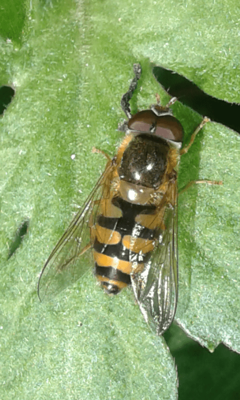 Syrphidae: Syrphus sp., maschio